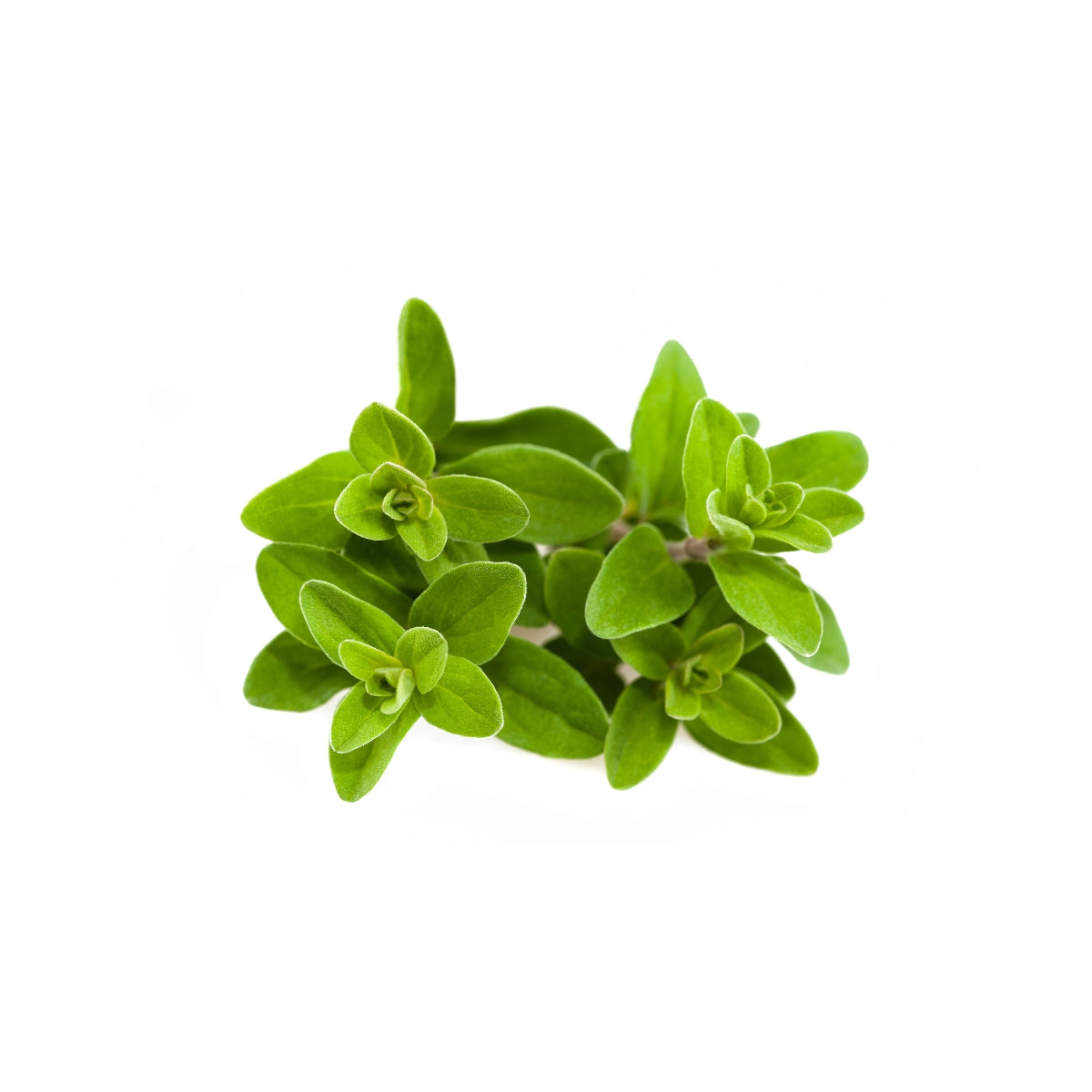 dōTERRA Marjoram Essential Oil Botanical