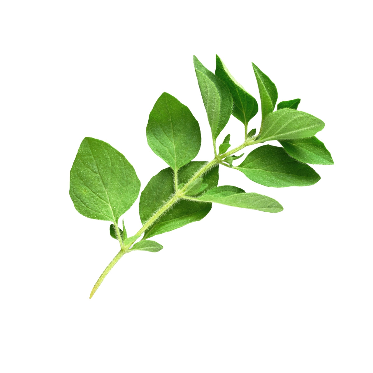 dōTERRA Oregano Essential Oil Botanical