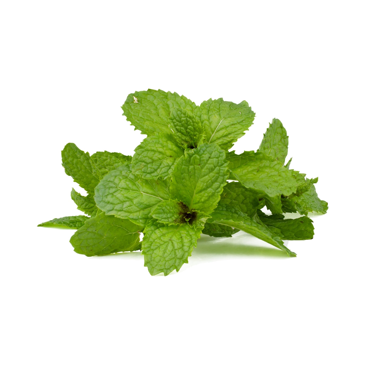 dōTERRA Peppermint Essential Oil Botanical