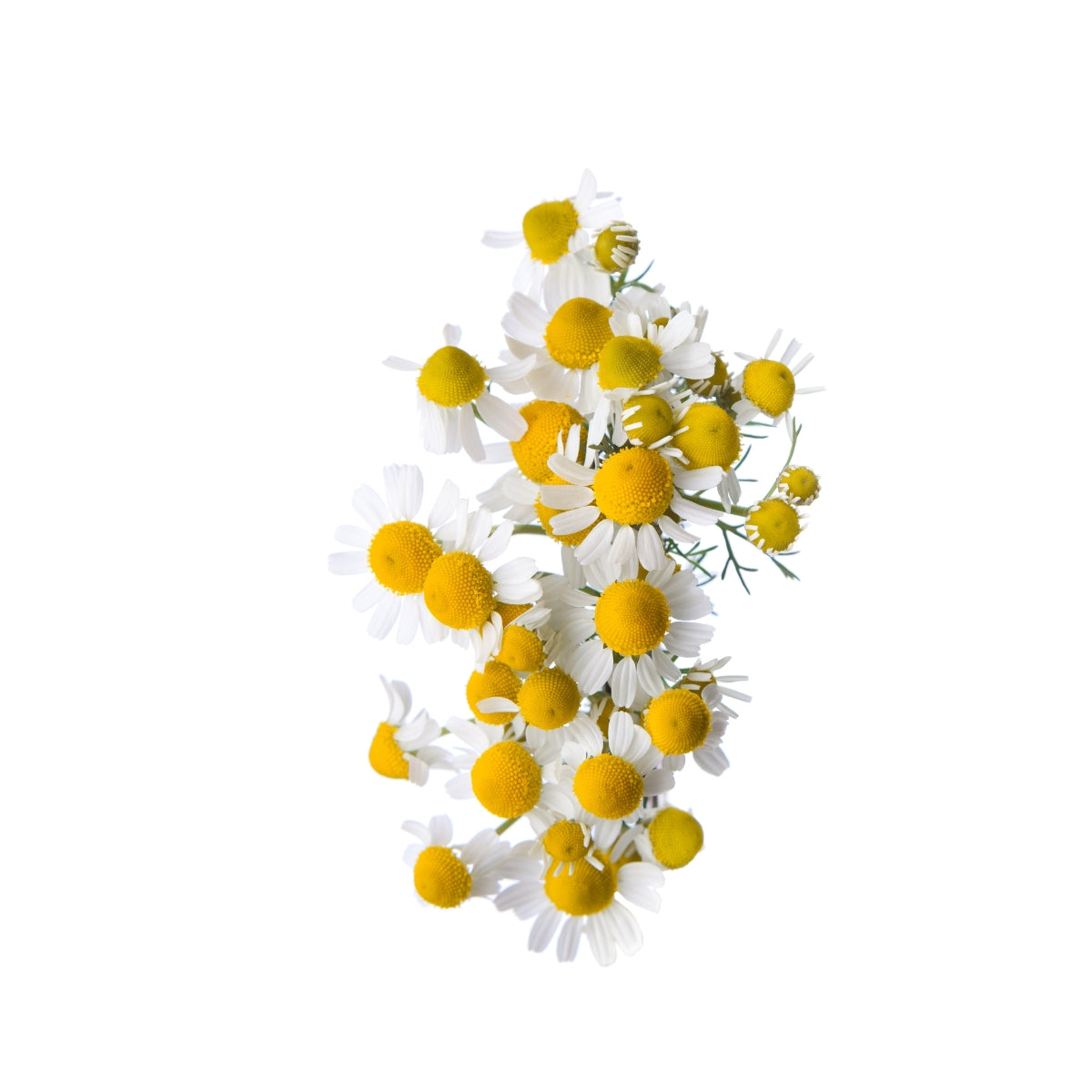 dōTERRA Roman Chamomile Essential Oil Botanical