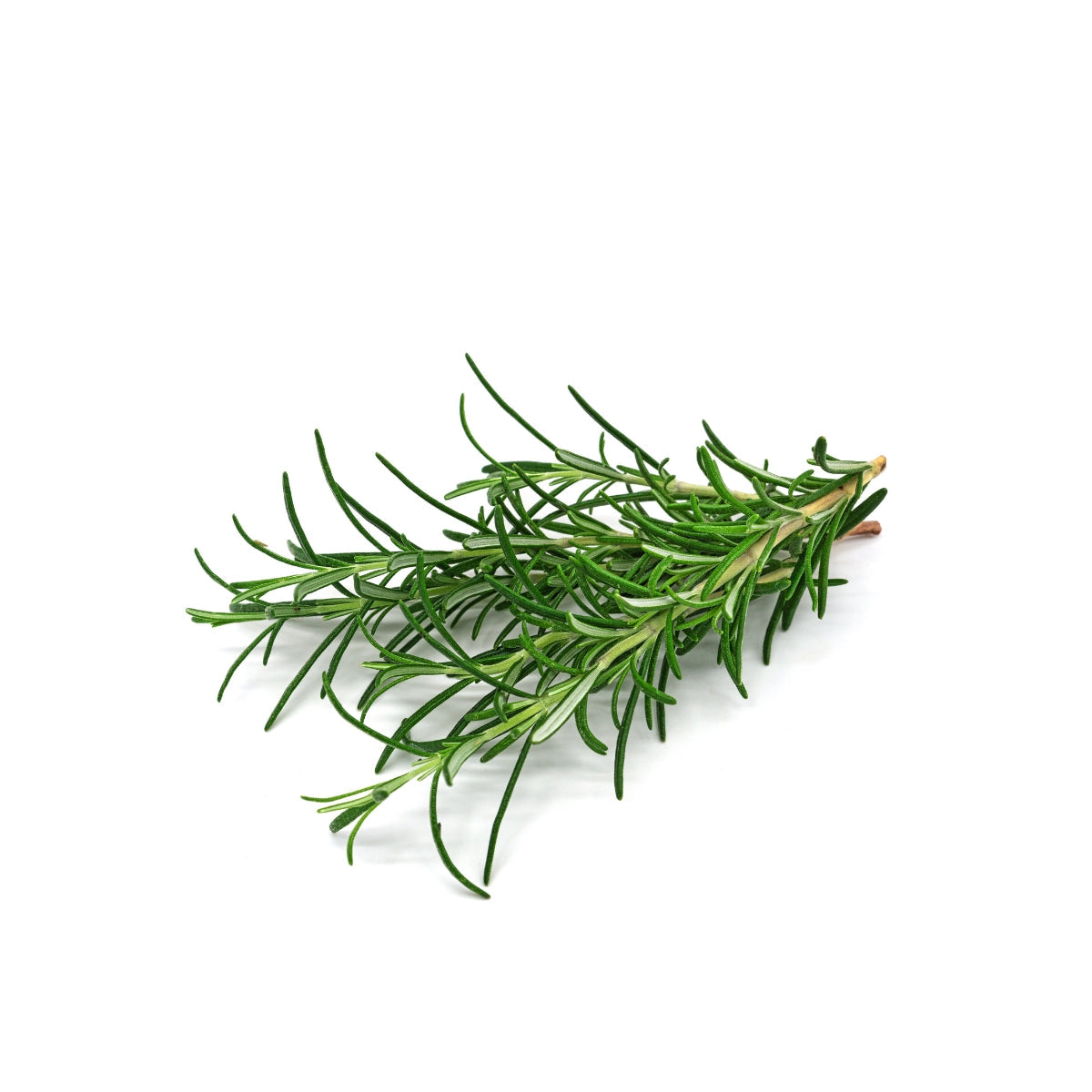 dōTERRA Rosemary Essential Oil Botanical