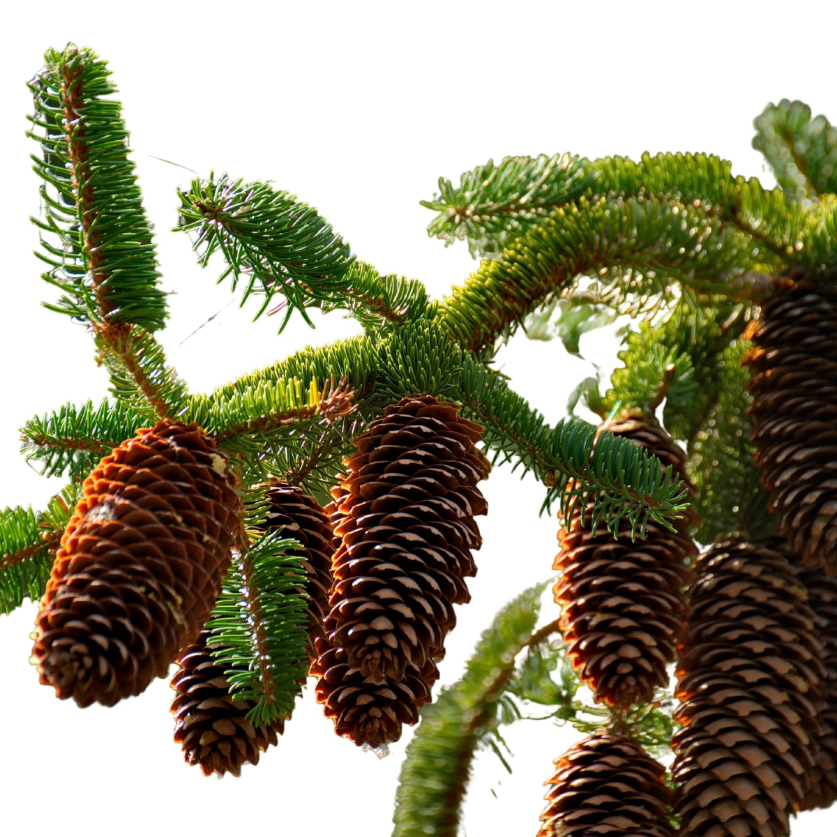 dōTERRA Siberian Fir Essential Oil Botanical