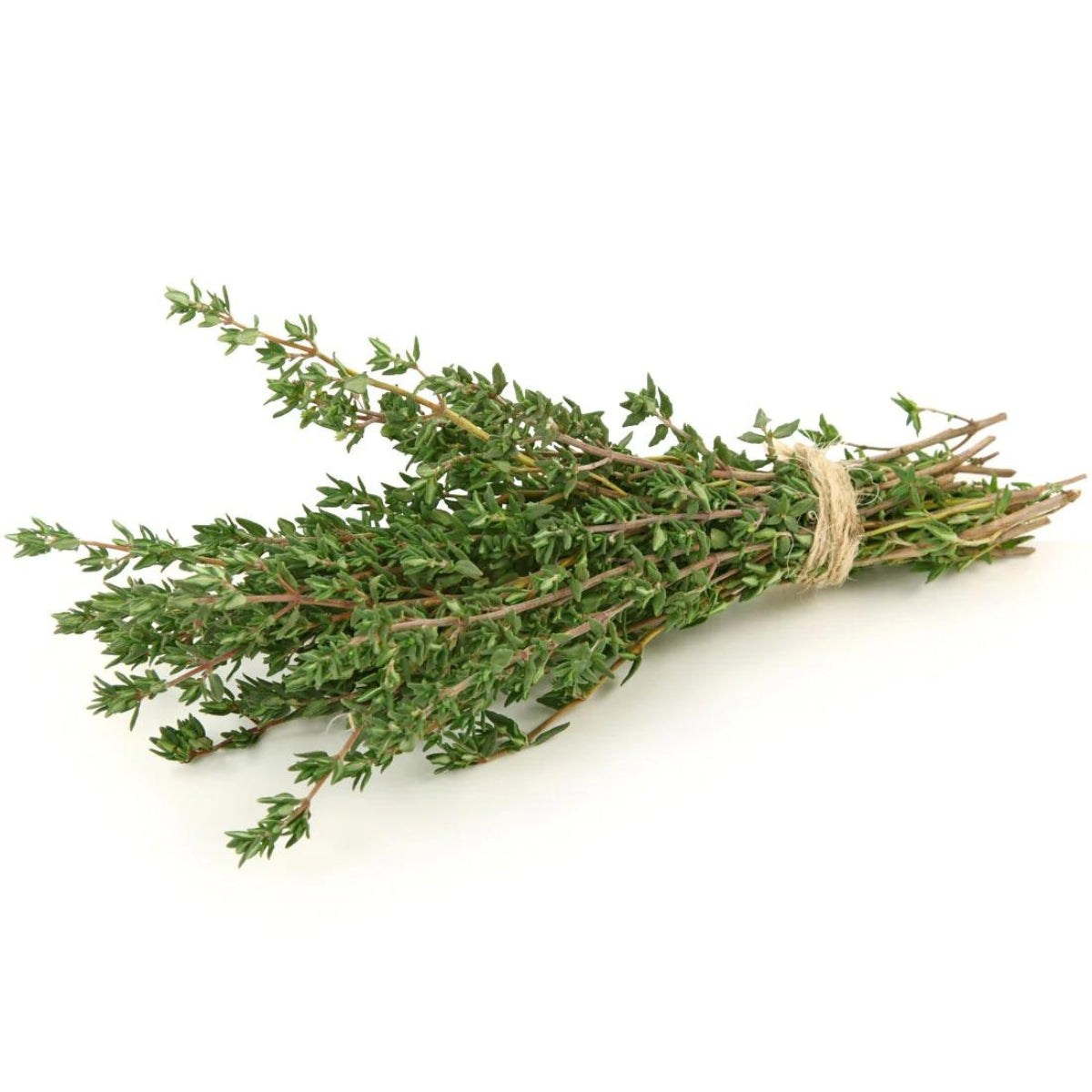 dōTERRA Thyme Essential Oil Botanical