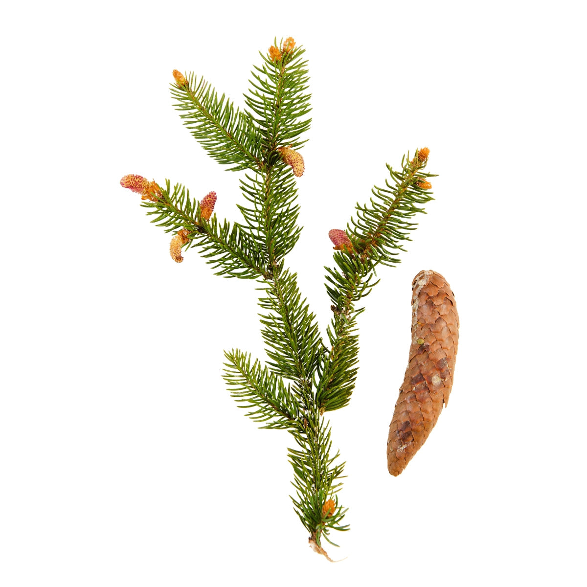 dōTERRA Douglas Fir Essential Oil Botanical