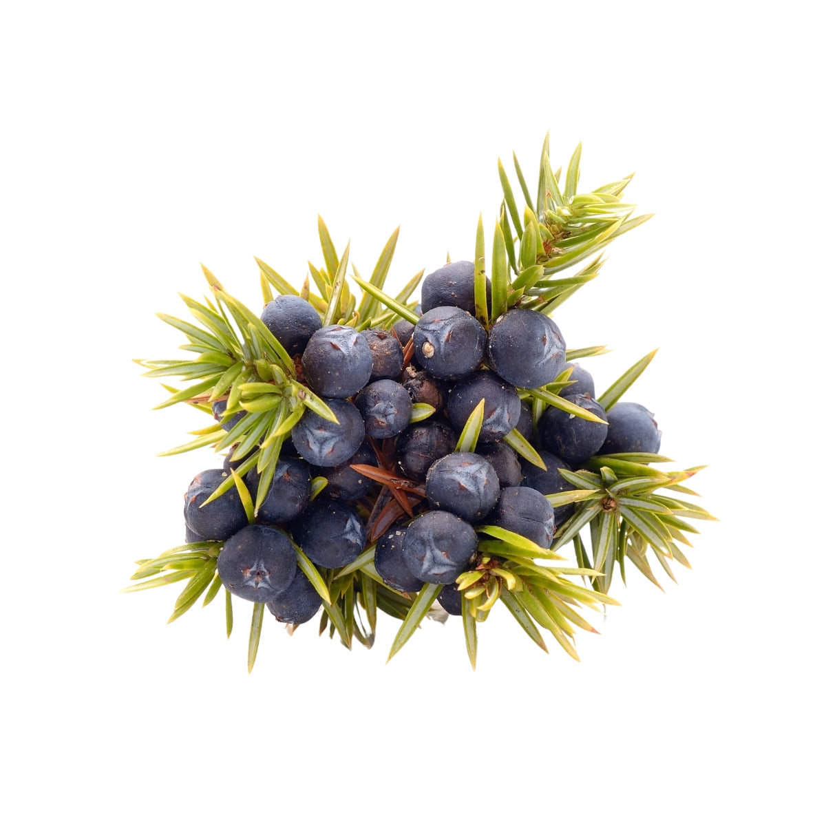 dōTERRA Juniper Berry Essential Oil Botanical