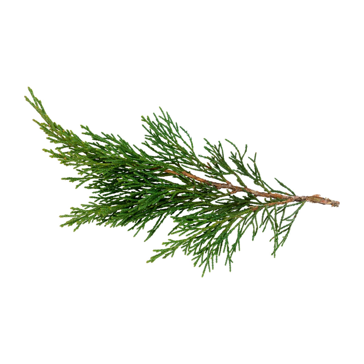 dōTERRA Cypress Essential Oil Botanical