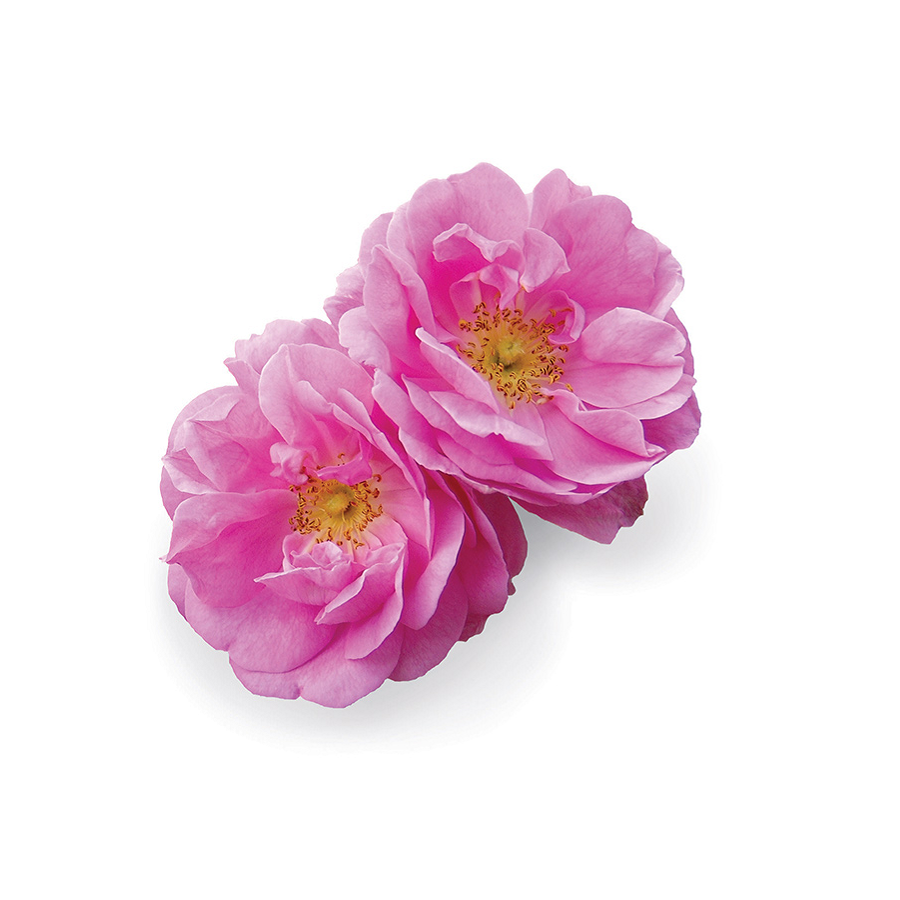 dōTERRA Rose Essential Oil Touch Botanical