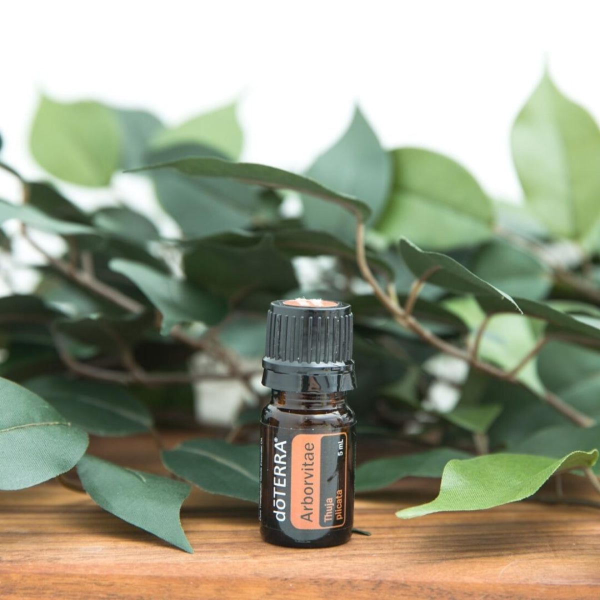 dōTERRA Arborvitae Essential Oil Life