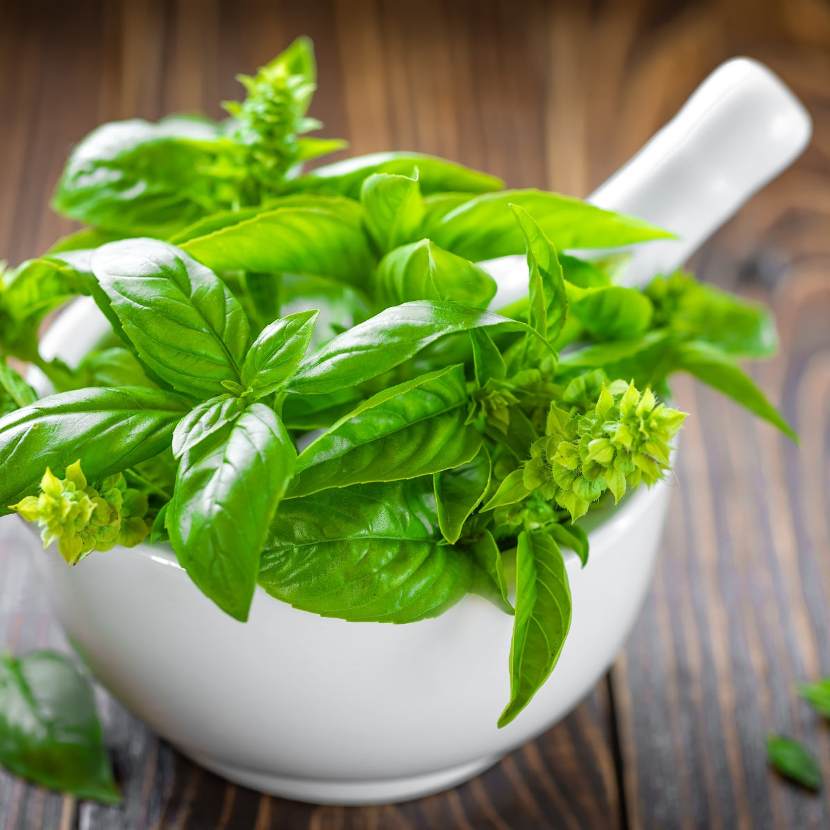 dōTERRA Basil Essential Oil Botanical