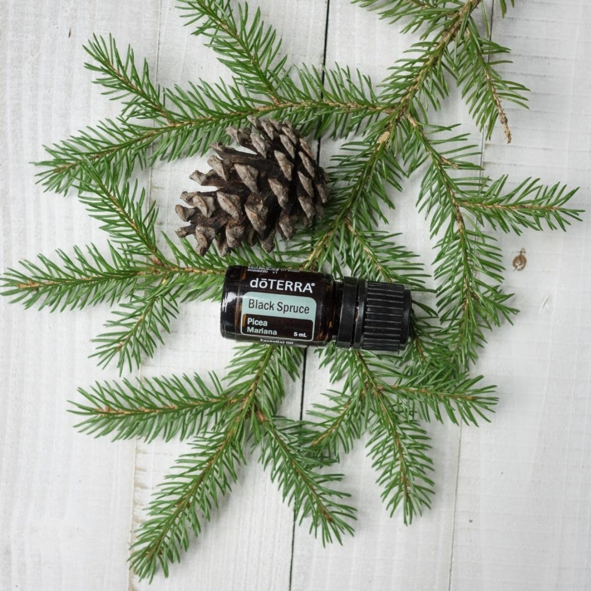 dōTERRA Black Spruce Essential Oil Botanical