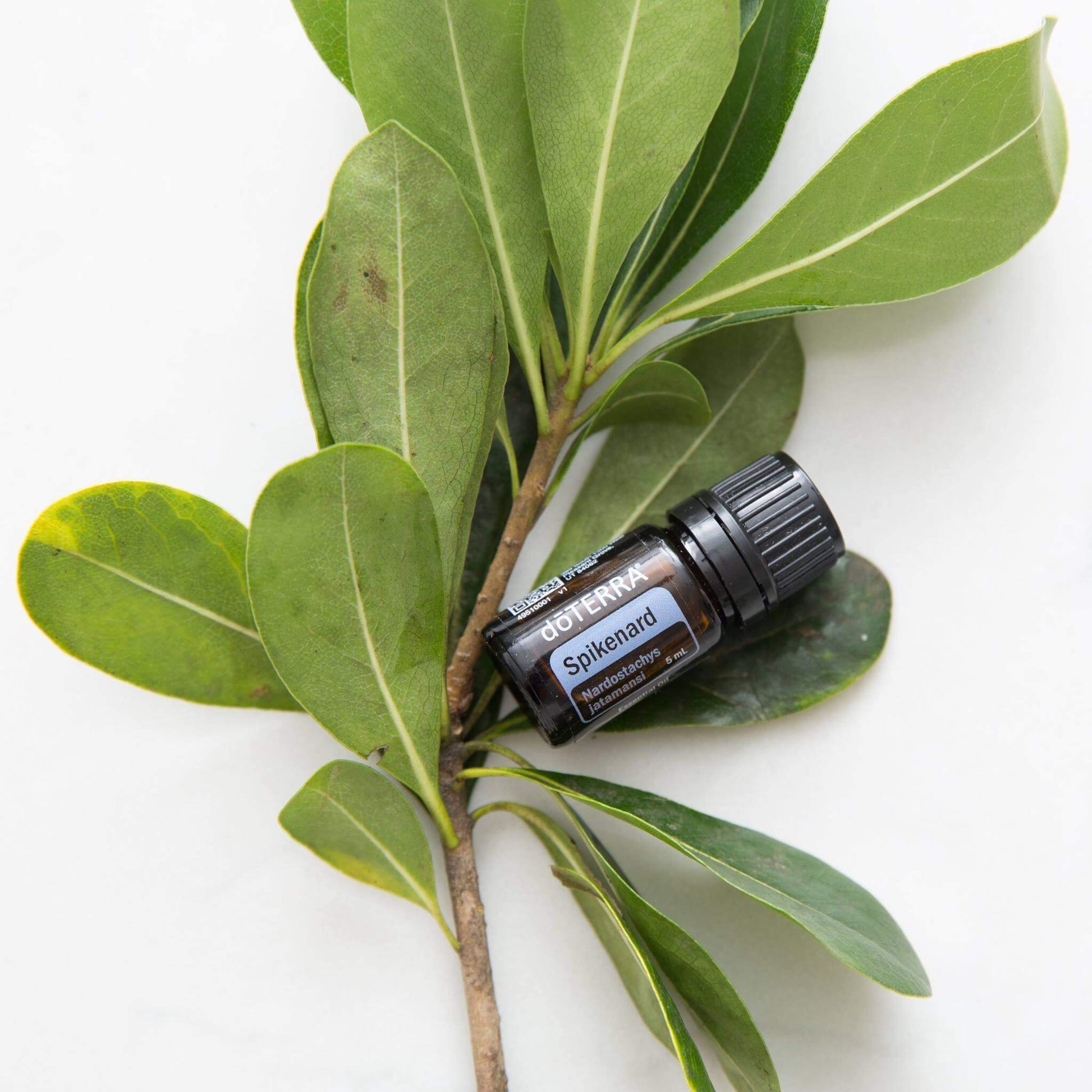 dōTERRA Spikenard Essential Oil life